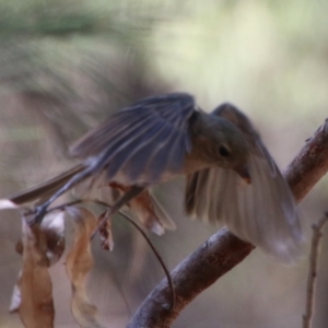 Pachycephala pectoralis at Moruya, NSW - 2 Feb 2021