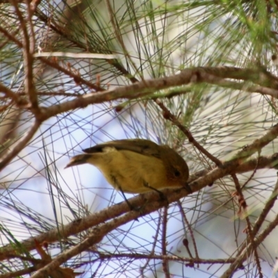 Acanthiza nana (Yellow Thornbill) at Broulee Moruya Nature Observation Area - 2 Feb 2021 by LisaH