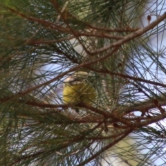 Acanthiza nana at Moruya, NSW - 2 Feb 2021