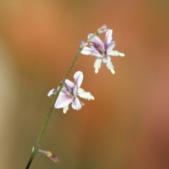 Arthropodium (genus) (A Lily) at Moruya, NSW - 2 Feb 2021 by LisaH
