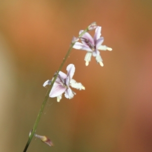 Arthropodium sp. at Moruya, NSW - suppressed