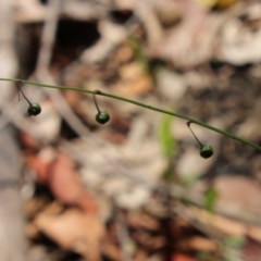 Arthropodium sp. at Moruya, NSW - suppressed