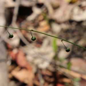 Arthropodium sp. at Moruya, NSW - suppressed