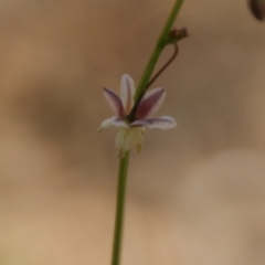 Arthropodium sp. at Moruya, NSW - suppressed