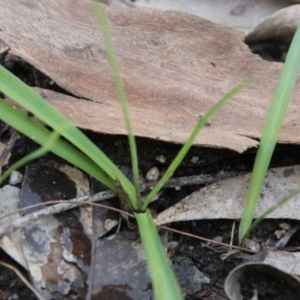 Arthropodium sp. at Moruya, NSW - suppressed