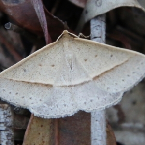 Epidesmia tryxaria at Moruya, NSW - 2 Feb 2021