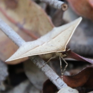 Epidesmia tryxaria at Moruya, NSW - 2 Feb 2021