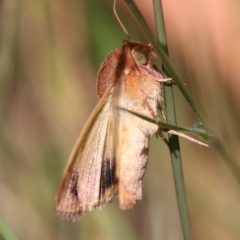 Helicoverpa (genus) (A bollworm) at Moruya, NSW - 2 Feb 2021 by LisaH