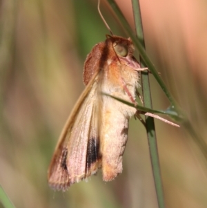Helicoverpa (genus) at Moruya, NSW - 2 Feb 2021