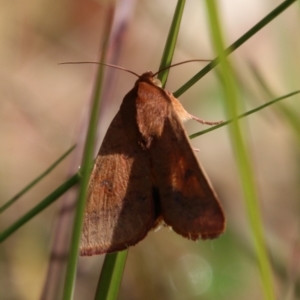 Helicoverpa (genus) at Moruya, NSW - 2 Feb 2021