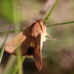 Helicoverpa (genus) at Moruya, NSW - suppressed