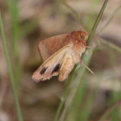 Helicoverpa (genus) at Moruya, NSW - 2 Feb 2021