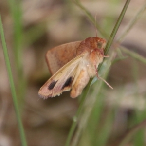 Helicoverpa (genus) at Moruya, NSW - 2 Feb 2021