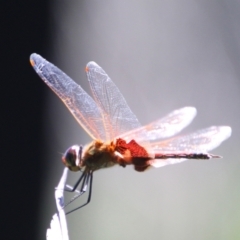 Tramea loewii (Common Glider) at Moruya, NSW - 2 Feb 2021 by LisaH