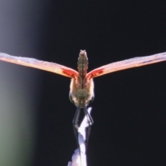 Tramea loewii at Moruya, NSW - suppressed