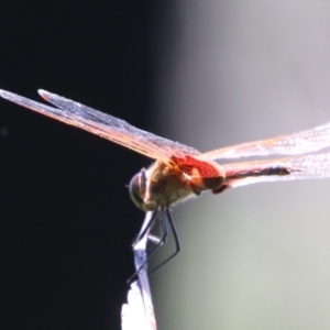 Tramea loewii at Moruya, NSW - suppressed