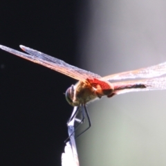 Tramea loewii at Moruya, NSW - 2 Feb 2021