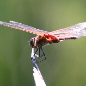 Tramea loewii at Moruya, NSW - suppressed