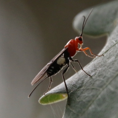 Braconidae (family) (Unidentified braconid wasp) at Mongarlowe, NSW - 31 Jan 2021 by LisaH