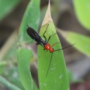 Braconidae (family) at Mongarlowe, NSW - suppressed