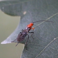 Braconidae (family) at Mongarlowe, NSW - suppressed