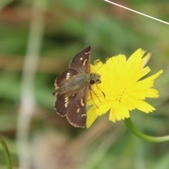 Dispar compacta (Barred Skipper) at Mongarlowe River - 31 Jan 2021 by LisaH