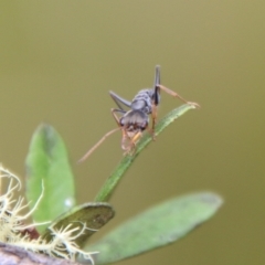 Myrmecia sp., pilosula-group (Jack jumper) at Mongarlowe River - 31 Jan 2021 by LisaH