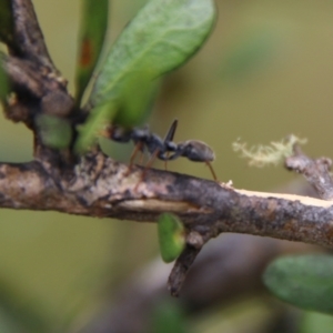 Myrmecia sp., pilosula-group at Mongarlowe, NSW - 31 Jan 2021