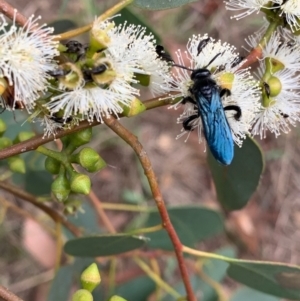 Austroscolia soror at Murrumbateman, NSW - 1 Feb 2021