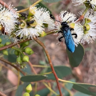Austroscolia soror (Blue Flower Wasp) at Murrumbateman, NSW - 1 Feb 2021 by SimoneC