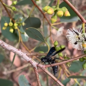 Austroscolia soror at Murrumbateman, NSW - 1 Feb 2021