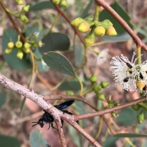 Austroscolia soror at Murrumbateman, NSW - 1 Feb 2021