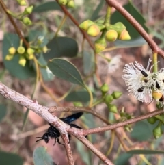 Austroscolia soror at Murrumbateman, NSW - 1 Feb 2021