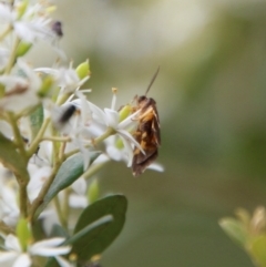 Eulechria psilopla (A Concealer moth (Eulechria group)) at QPRC LGA - 31 Jan 2021 by LisaH