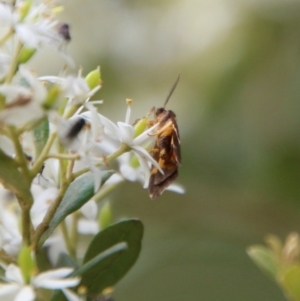 Eulechria psilopla at Mongarlowe, NSW - suppressed