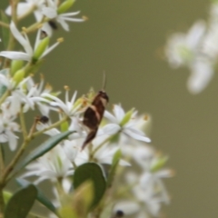 Eulechria psilopla at Mongarlowe, NSW - suppressed