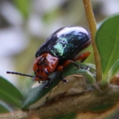 Lamprolina (genus) (Pittosporum leaf beetle) at Mongarlowe River - 1 Feb 2021 by LisaH