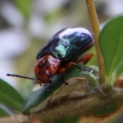 Lamprolina sp01 (Lamprolina discoidalis or Unidentified) at Mongarlowe, NSW - 1 Feb 2021 by LisaH