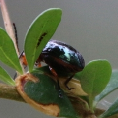 Lamprolina (genus) at Mongarlowe, NSW - suppressed