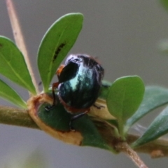 Lamprolina (genus) at Mongarlowe, NSW - 1 Feb 2021