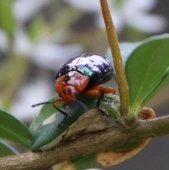 Lamprolina (genus) at Mongarlowe, NSW - suppressed