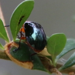Lamprolina (genus) at Mongarlowe, NSW - 1 Feb 2021