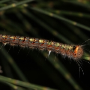 Lasiocampidae (family) immature at Melba, ACT - 24 Jan 2021 09:51 PM