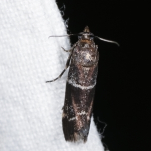 Lasiosticha canilinea at Melba, ACT - 25 Jan 2021