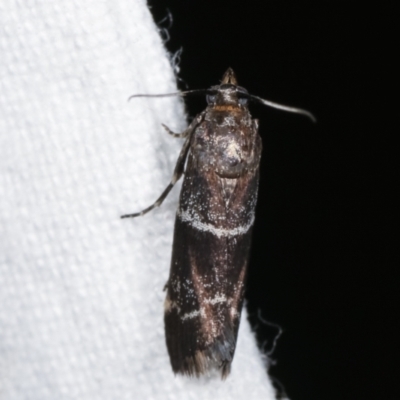 Lasiosticha canilinea (A Pyralid moth) at Melba, ACT - 24 Jan 2021 by kasiaaus