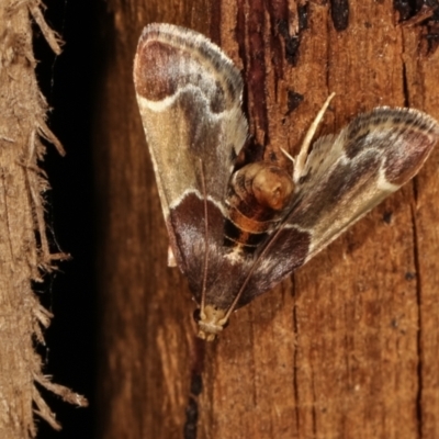 Pyralis farinalis (Meal Moth) at Melba, ACT - 25 Jan 2021 by kasiaaus