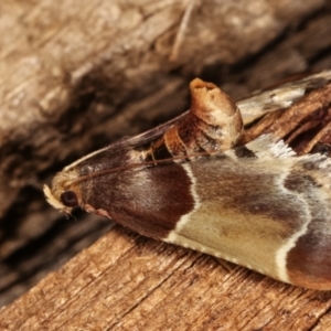 Pyralis farinalis at Melba, ACT - 25 Jan 2021