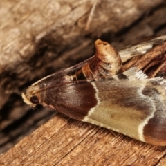 Pyralis farinalis at Melba, ACT - 25 Jan 2021