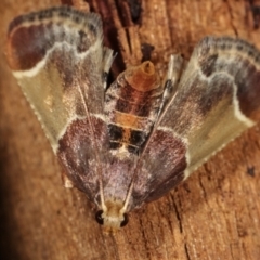 Pyralis farinalis at Melba, ACT - 25 Jan 2021 11:24 PM