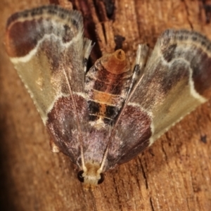 Pyralis farinalis at Melba, ACT - 25 Jan 2021